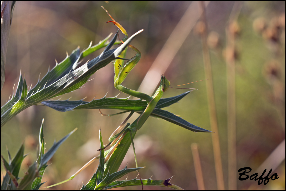 Mantide religiosa